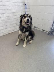 Shelter Stray Male Dog last seen E 50TH, 333 Chandler Pl, San Bernardino, CA 92408, USA