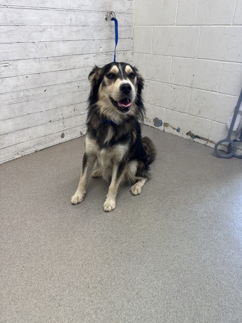 Shelter Stray Male Dog last seen E 50TH, 333 Chandler Pl, San Bernardino, CA 92408, USA