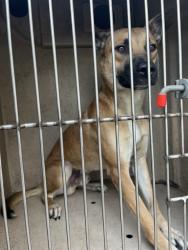 Shelter Stray Male Dog last seen Near BLOCK S I-35 SERVICE RD, OKLAHOMA CITY OK 73129, 2811 SE 29th St, Oklahoma City, OK 73129, USA