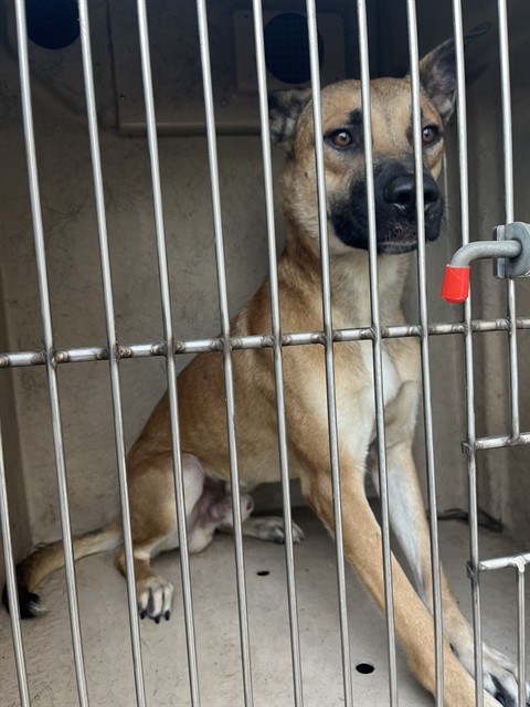 Shelter Stray Male Dog last seen Near BLOCK S I-35 SERVICE RD, OKLAHOMA CITY OK 73129, 2811 SE 29th St, Oklahoma City, OK 73129, USA