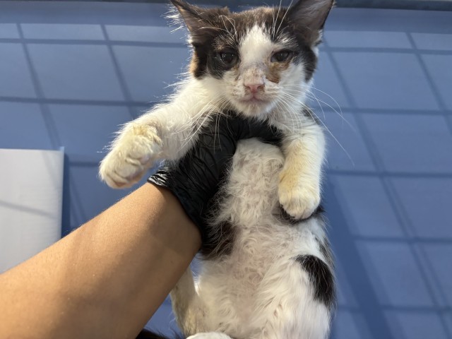 Shelter Stray Male Cat last seen S E ST X ORANGE SHOW LN, 333 Chandler Pl, San Bernardino, CA 92408, USA