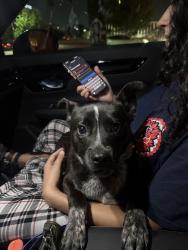Found/Stray Unknown Dog last seen Outside of Kimberly parkside apmts, Houston, TX 77079