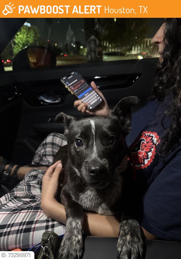 Found/Stray Unknown Dog last seen Outside of Kimberly parkside apmts, Houston, TX 77079