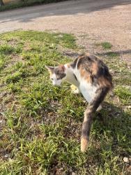 Lost Female Cat last seen Rankin St., Saint Paul, MN 55116