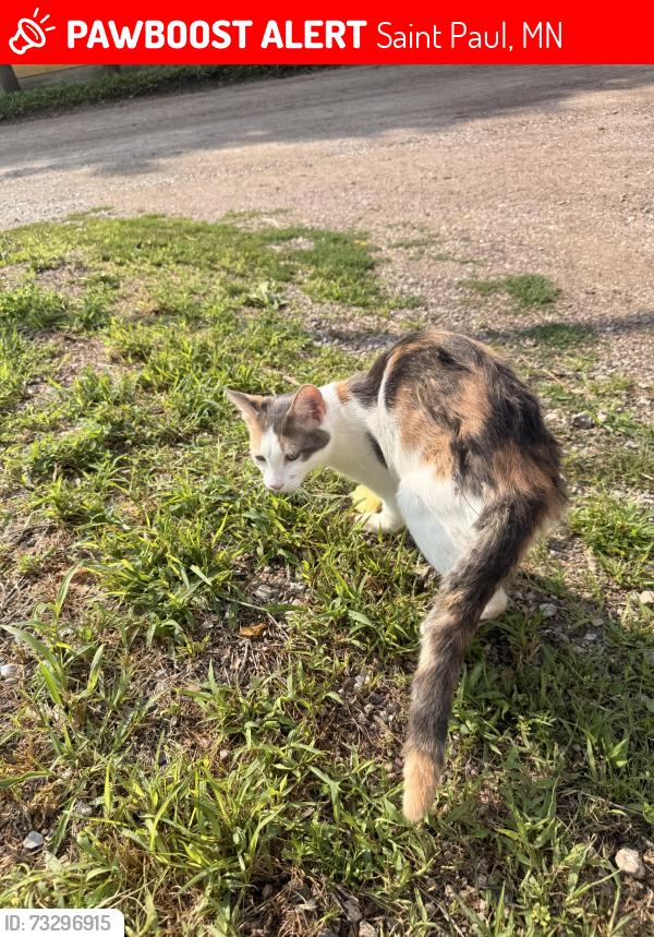 Lost Female Cat last seen Rankin St., Saint Paul, MN 55116