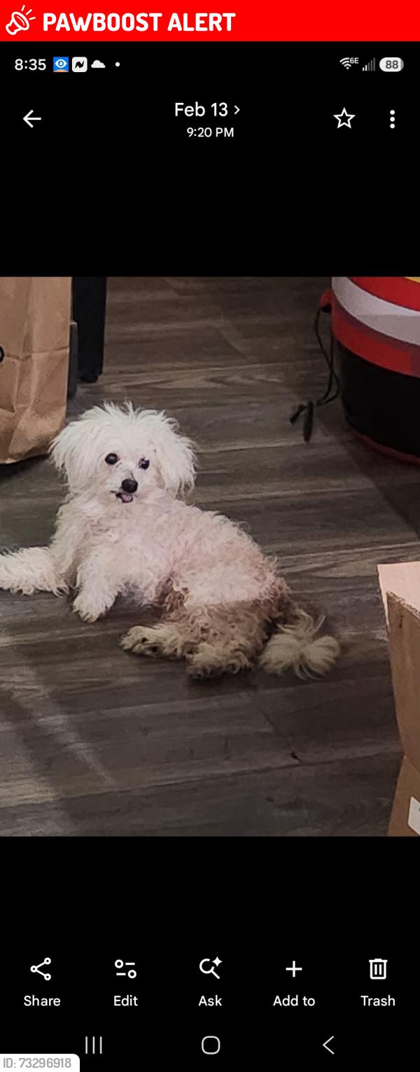 Lost Male Dog last seen Kendall Drive and mountain drive, Arrowhead Farms, CA 92407