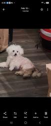 Lost Male Dog last seen Kendall Drive and mountain drive, Arrowhead Farms, CA 92407