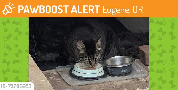 Found/Stray Unknown Cat last seen Dover and Newcastel, Eugene, OR 97404