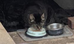 Found/Stray Unknown Cat last seen Dover and Newcastel, Eugene, OR 97404