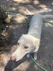 Found/Stray Female Dog last seen Harris road and New Stine, Bakersfield, CA 93313