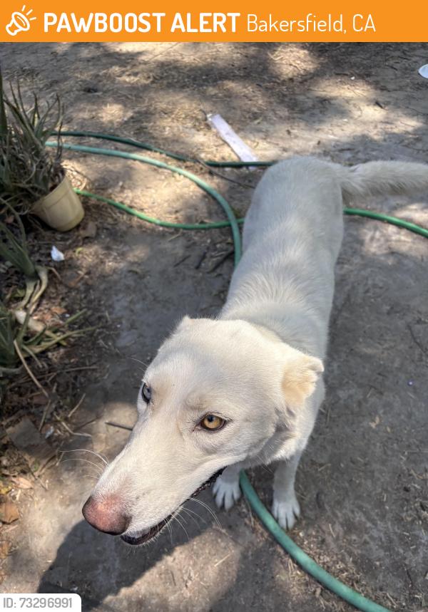 Found/Stray Female Dog last seen Harris road and New Stine, Bakersfield, CA 93313