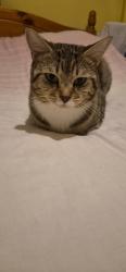 Reunited Male Cat last seen On Lambs Conduit street, Greater London, England 