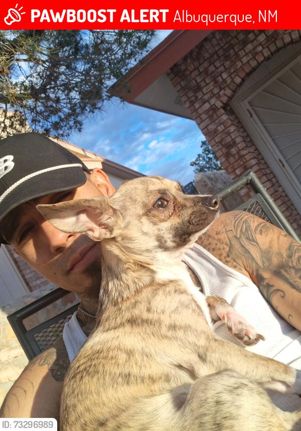 Lost Male Dog last seen ortiz and bell, Albuquerque, NM 87108