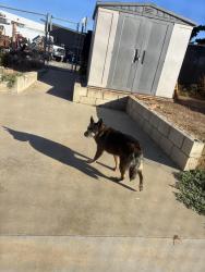 Found/Stray Unknown Dog last seen Main st, Chula Vista, CA 91911
