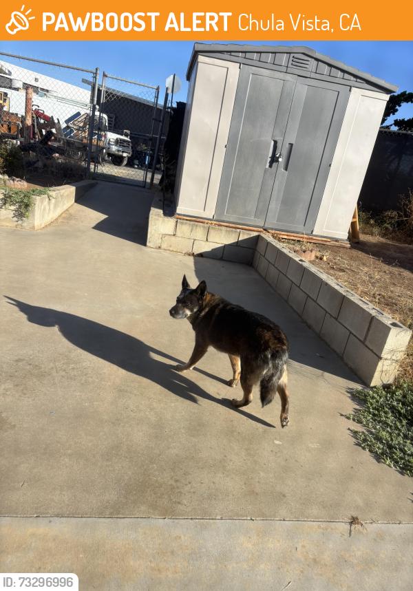 Found/Stray Unknown Dog last seen Main st, Chula Vista, CA 91911