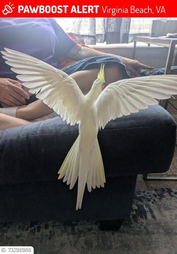 Lost Female Bird last seen Lynnhaven and Rosemont, Virginia Beach, VA 23453
