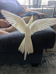 Lost Female Bird last seen Lynnhaven and Rosemont, Virginia Beach, VA 23453