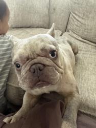 Lost Male Dog last seen Gateway Parks, Forney, TX 75126