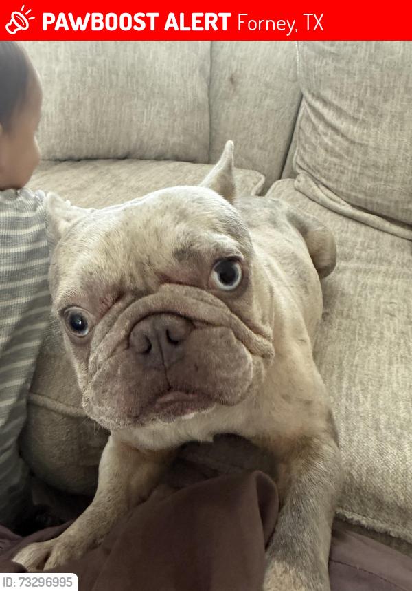 Lost Male Dog last seen Gateway Parks, Forney, TX 75126