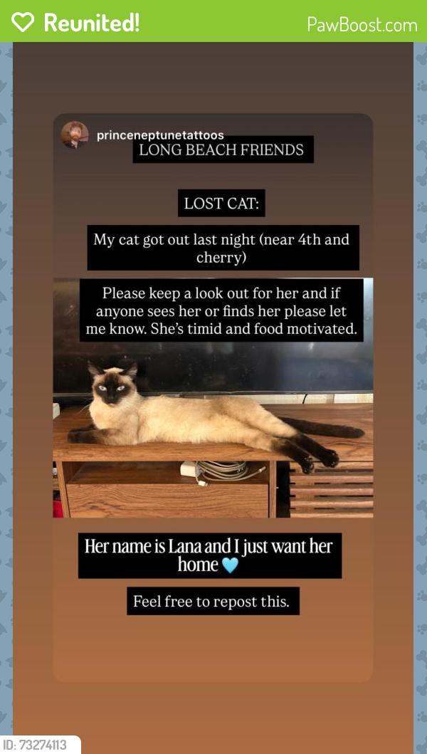 Reunited Female Cat last seen Retro row, Long Beach, CA 90802
