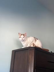 Lost Male Cat last seen Near Hilton st seaside ca 93933, Seaside, CA 93955