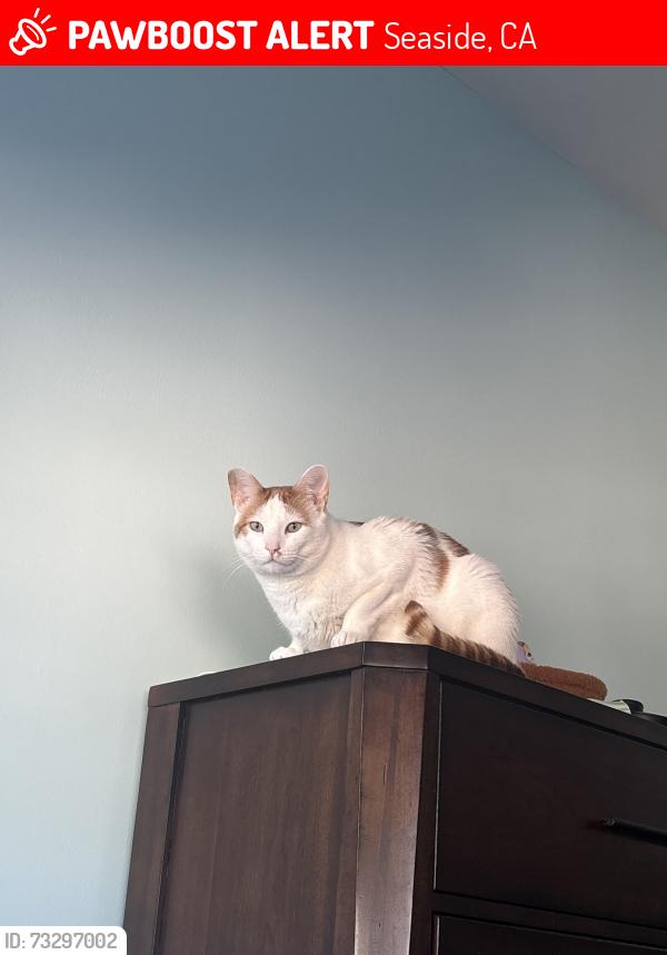 Lost Male Cat last seen Near Hilton st seaside ca 93933, Seaside, CA 93955