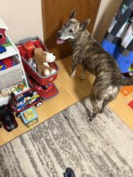 Found/Stray Male Dog last seen Roaming around our yard on reading road, Rowan County, NC 28147