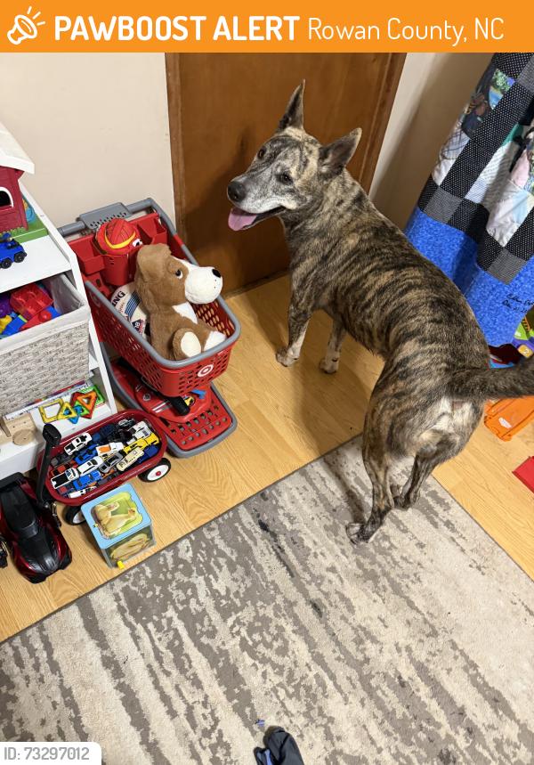 Found/Stray Male Dog last seen Roaming around our yard on reading road, Rowan County, NC 28147