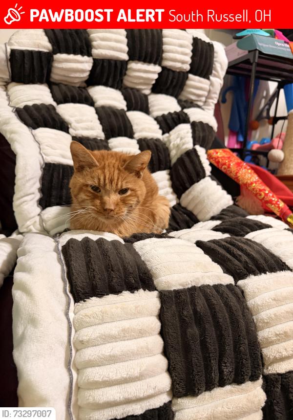 Lost Male Cat last seen Bell and Chillicothe, South Russell, OH 44022