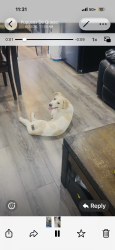 Reunited Female Dog last seen Vermont 74, Los Angeles, CA 90044