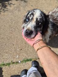 Reunited Male Dog last seen South Branch Dr, Arlington, TX 76001
