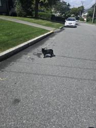 Reunited Female Cat last seen Roseneath Avenue Newport, Newport, RI 02840
