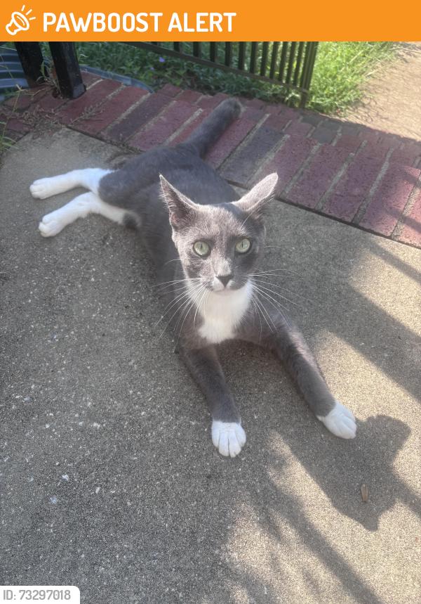 Found/Stray Male Cat last seen Green bank, Greenville County, SC 29681