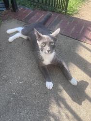 Found/Stray Male Cat last seen Green bank, Greenville County, SC 29681