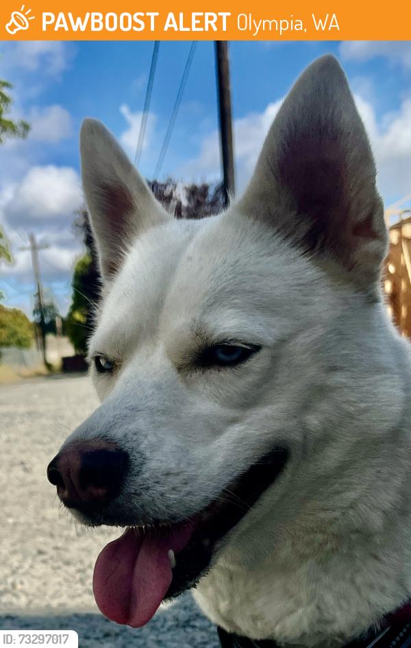 Found/Stray Female Dog last seen Martin way, Olympia, WA 98506