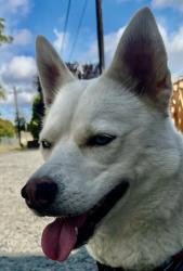 Found/Stray Female Dog last seen Martin way, Olympia, WA 98506