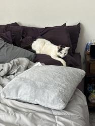 Reunited Female Cat last seen Silver cir, Garden Grove, CA 92843