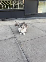 Found/Stray Unknown Cat last seen Packington bridge, Greater London, England N1 7JL