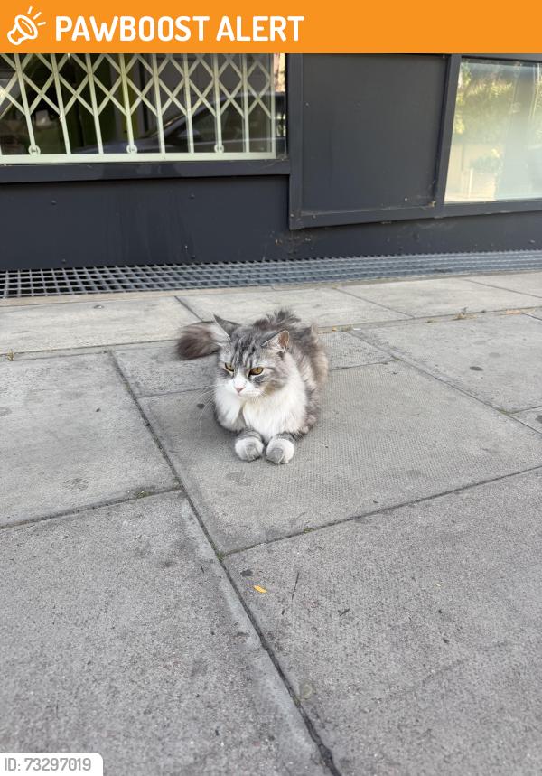Found/Stray Unknown Cat last seen Packington bridge, Greater London, England N1 7JL