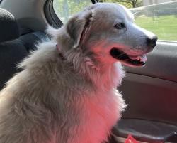Reunited Male Dog last seen Near Thorngrove Pike, Knoxville, TN 37914, USA, Knoxville, TN 37914
