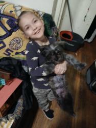 Lost Female Dog last seen E 124th st and Madison Ave. Mt Morris park, New York, NY 10035
