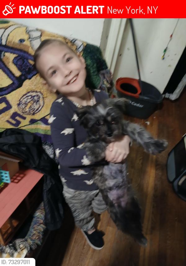 Lost Female Dog last seen E 124th st and Madison Ave. Mt Morris park, New York, NY 10035