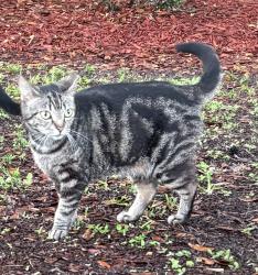 Lost Female Cat last seen NE 130th Ave and archer road, Archer, FL 32618