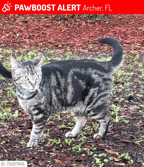 Lost Female Cat last seen NE 130th Ave and archer road, Archer, FL 32618
