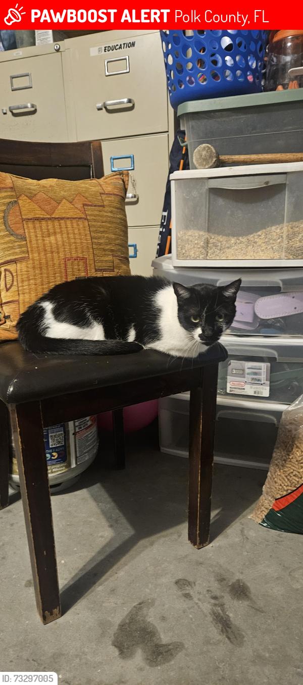 Lost Female Cat last seen Near FDC Grove rd, by the entrance of the community., Polk County, FL 33837