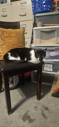 Lost Female Cat last seen Near FDC Grove rd, by the entrance of the community., Polk County, FL 33837
