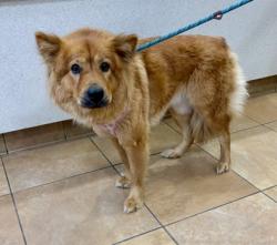 Shelter Stray Female Dog last seen Chantilly, VA, 20151, Northeast Pl. & Airline Pkwy, Fairfax County, VA, 4500 West Ox Rd, Fairfax, VA 22030, USA