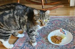 Lost Female Cat last seen Druid and Belcher Clearwater, Clearwater, FL 33765