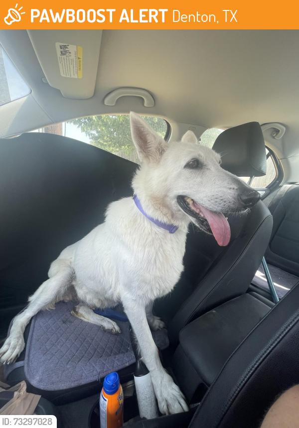 Found/Stray Female Dog last seen Windsor by Strickland Middle School, Denton, TX 76209