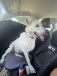 Found/Stray Female Dog last seen Windsor by Strickland Middle School, Denton, TX 76209